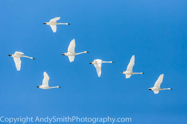 Seven Tundra Swans in Flight